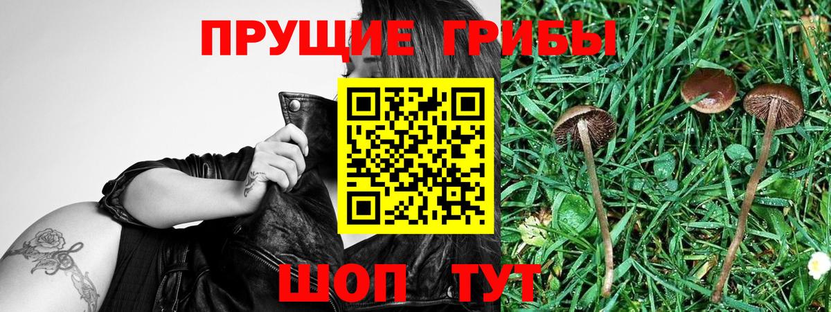 Галлюциногенные грибы Psilocybe Дмитров